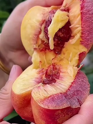 正宗大连老树麻脸丑桃、桃香浓郁、脆甜爆汁、嘎嘎好吃、爱吃桃的真的可以闭眼冲!#桃 #麻脸丑桃  #麻脸黄肉油桃#脆甜多汁#优质农产品