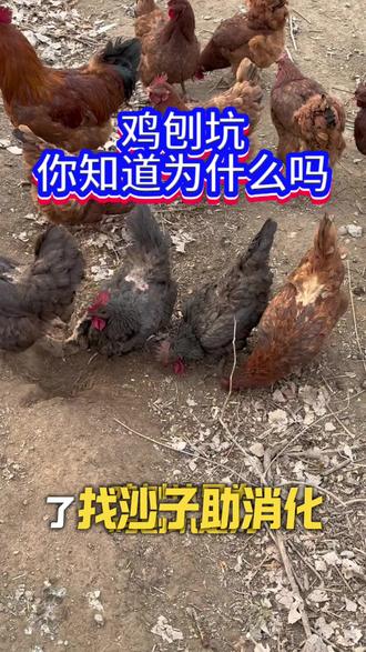 鸡刨坑你知道为什么吗 #三农#养鸡 #农村散养土鸡 #农村散养土鸡