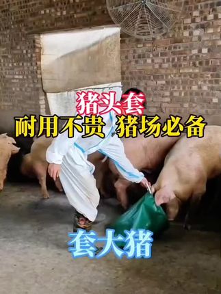 猪头套 #养猪专用 #养猪技术 #自繁自养 #养猪人 #所有养猪人