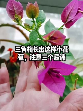 三角梅长出小花苞,注意三个忌讳#花卉绿植#生活小妙招#养花小知识#养花#一花一草一世界
