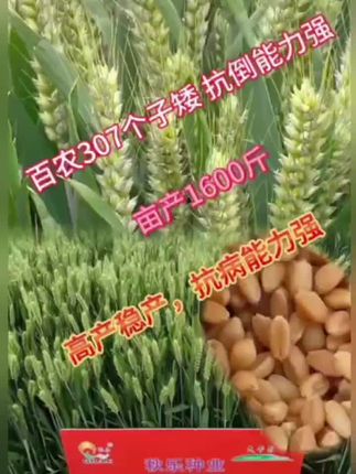 秋乐【升级版百农307豫审麦】高产抗病矮杆抗倒大穗小麦种正品种植#三农 #三农种植 #新农人计划2022 #新农人计划 @抖音小助手 @上热门🔥🔥🔥
