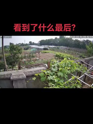 #我的乡村生活 #农村老家 #美好时光留住美好记忆 #监控下的一幕