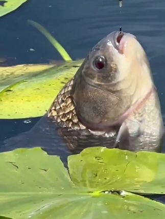 钓鱼要用短子线 钓鱼为什么要用短子线,因为子线短,线组灵敏度高,抓口准#子线双钩 #钓鱼技巧 #钓鱼