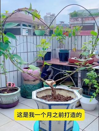 心形圆形园艺支架植物攀爬架爬藤支架山乌龟花架盆架支架包塑防锈#园艺支架#圆形支架#爬藤支架#花架#植物攀爬架