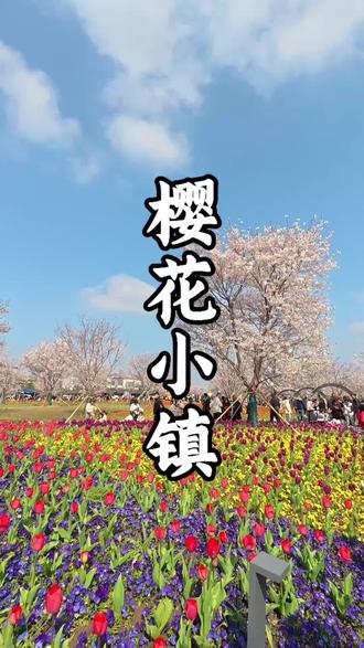钟埭樱花小镇,赴一场樱花与郁金香和人山人海的盛宴。 钟埭樱花小镇,赴一场樱花与郁金香和人山人海的盛宴。#钟溪 #樱花 #平湖 #郁金香#樱花公园