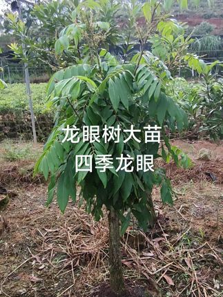 龙眼树大苗四季龙眼树苗,石硖、储良#果树种植 #果树苗基地 #果树苗 #苗木基地