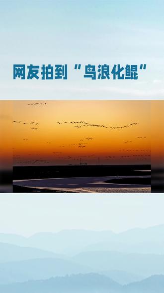 网友拍到“鸟浪化鲲”震撼一幕