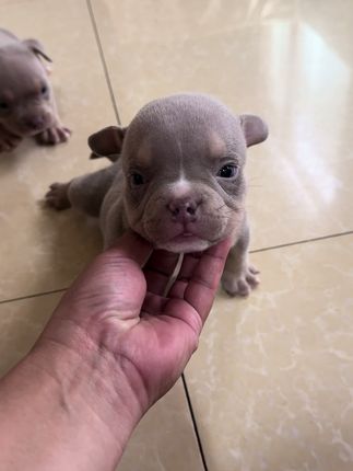 #萌宠 #恶霸犬 #萌犬出道计划 三色弟弟