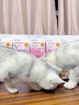 #吃货猫 #萌宠 #宠物吃货