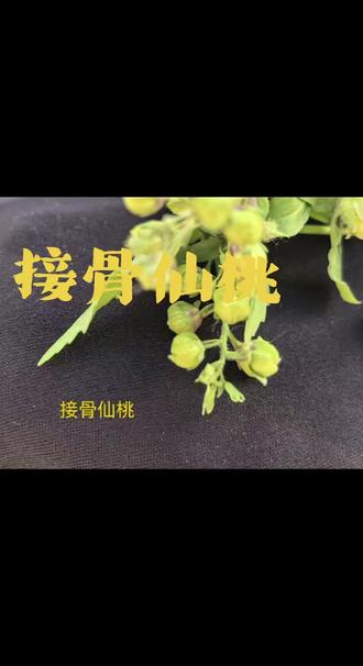 路边不起眼的小草被师父讲出了不起的作用#蔡锦芳#药仙谷#江西药仙谷
