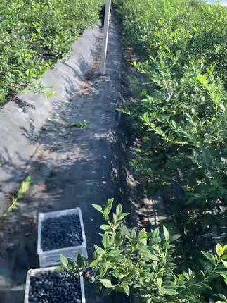 现摘露天蓝莓,还能摘3-5天。莱克西薄雾随机发货,自然成熟,不打药,不催熟,孕妇宝宝可吃,错过等明年!#原创视频 #我的乡村生活 #三农 #高温天气 #农业种植