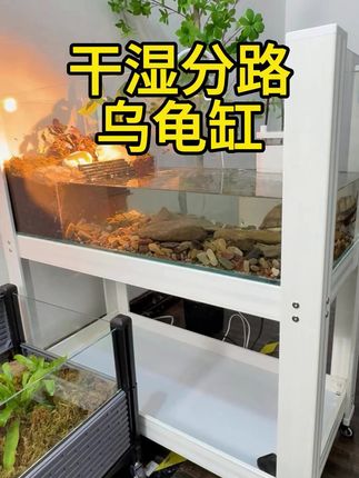 干湿分离乌龟缸 #龟龟🐢 #龟龟 #养龟日常 #养龟缸 #龟缸