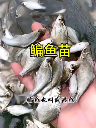 #养殖基地#优质鱼苗#生态养殖 #鱼塘养殖 #农村致富好项目 鳊鱼苗