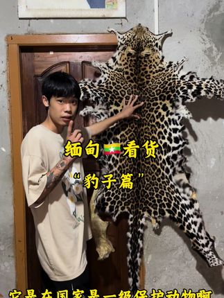 缅甸🇲🇲看山货,眼前一亮,豹子篇#缅甸 #山货 #国外合法拍摄国内请勿模仿