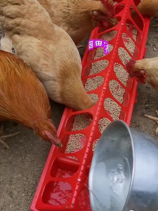 有了这个#鸡鸭鹅喂食槽,就不用担心喂食争抢了 #家禽喂养#养鸡鸭鹅人#超便宜超划算#dou上热门