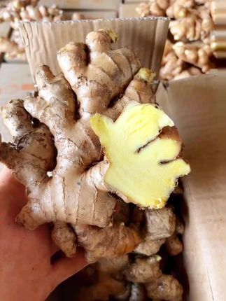 #农产品 #小黄姜 #乡村的生活 #新࿆鲜࿆采࿆摘 #抖音新农人
