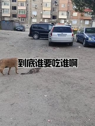 到底谁要吃谁啊?#宠物狗狗视频 #每日一笑