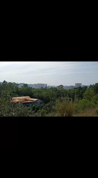 墨葡萄图
在西方,绘画与文学是两门不同的学科,两者之间要尽可能地拉开距离。18世纪德国艺术理论家莱辛还特意撰写了《拉奥孔》一书,具体阐释文学与绘画的差异,该书的副标题即为"论画与诗的界限"。
而在中国,由于文学与绘画抒情表意的共性,它们作为姊妹艺术,有着深厚的血缘关系,"诗是无形画,画为不语诗"成为共识,苏轼评价王维之语"味摩诘之诗,诗中有画;观摩诘之画,画中有诗",八百多年来传颂不已。"诗中有画,画中有诗"成了评价诗画的一种重要标准。不仅如此,在中国画上,文人画家往往还要题上自己做的诗,以增强画意。画上题诗,题得好,不只是锦上添花,还可以使平凡的画材成为不平凡,故云"妙款一字抵千金"。《墨葡萄图》之所以能广为传诵,很大程度上也得益于画上的题诗。
《墨葡萄图》水墨大写意,笔墨酣畅,布局奇特,老藤错落低垂,串串葡萄倒挂枝头,晶莹欲滴,茂叶以大块水墨点成,信笔挥洒,任乎性情,意趣横生,风格疏放,不求形似而得其神似。画面上方以行次敧斜的草书题诗:"半生落魄已成翁,独立书斋啸晚风,笔底明珠无处卖,闲抛闲掷野藤中。"表达了画家的狂放洒脱和愤世嫉俗,传达出一位落泊怅然的文人形象,葡萄在徐渭笔下,成了主体价值的象征。
此画纯粹以水墨写葡萄,随意涂抹点染,任何性情。画上水墨葡萄一枝,串串果实倒挂枝头,水鲜嫩欲滴,形象生动,给人玲珑剔透之感。茂盛的叶子以大块水墨点成。风格疏放,不法语形似,代表了徐渭大写意花卉的风格,也是明代写意花卉高水平的杰作。
徐渭天才卓异,但一生坎坷,出生百日就丧父,此后灾难接踵而至,长兄经商失败,不久弃世,妻子早亡,八次应乡试未中。后又因恐受胡宗宪的连累,于嘉靖四十四年(时年四十四岁),自书墓志铭,并雇工匠做好棺木,蓄意自杀。曾用利斧击破自己头颅,血流满面,头骨皆折,不死;后又用锤子击碎自己的肾囊,仍不死。如此"九死辄九生,丝断复丝续"。那时,他的精神状态已接近疯狂,最后终因疑心继室张氏不贞,失手将她打死,被捕下狱,监禁了六年。出狱后佯狂益甚,贫病交加,数千卷书籍变卖殆尽,七十三岁时,结束了"几间东倒西歪屋,一个南腔北调人"的悲惨一生。《墨葡萄图》上的题诗,正是徐渭才情满腹而不得施展,历经劫难,心中愤懑悲歌的不平之鸣!