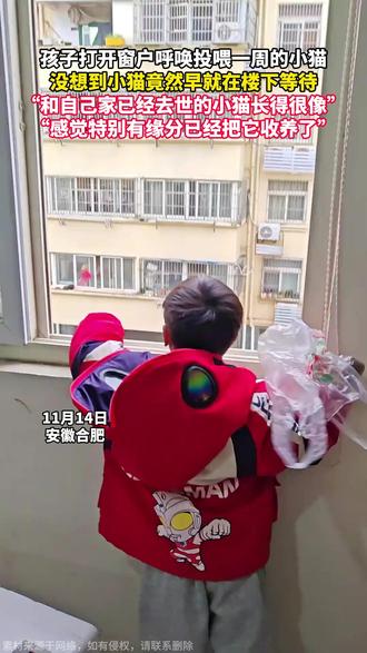 孩子打开窗户呼唤投喂一周的小猫,没想到小猫竟然早就在楼下等待,“和自己家已经去世的小猫长得很像”,“感觉特别有缘分,已经把它收养了” #暖心 #总有温暖在身边 #缘分