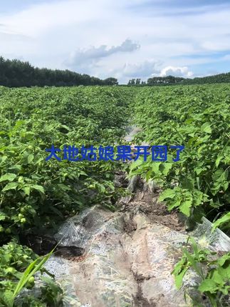 #优质农产品 黑龙江齐齐哈尔菇娘果开园了 下方小黄车购买
