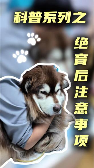 绝育术后千万别忽略这几件事 #宠物健康 #宠物绝育 #科学养宠攻略 #术后护理