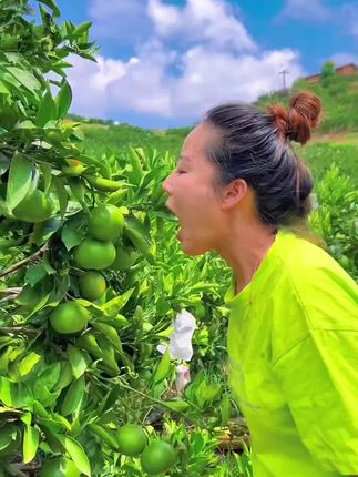 馋了一年的云南青皮蜜桔终于上市了! 酸酸甜甜一口爆汁巨好吃!#新鲜应季水 果#橘子#蜜橘#青皮蜜桔#优质农产 品