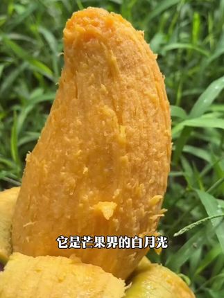 广西百色的桂七芒果开采啦,错过又要等明年,芒果控们赶紧冲呀,每一个都是香甜可口,满满的芒果香,好吃极了! #芒果 #优质农产品 #应季水果 #热带水果 #桂七芒果