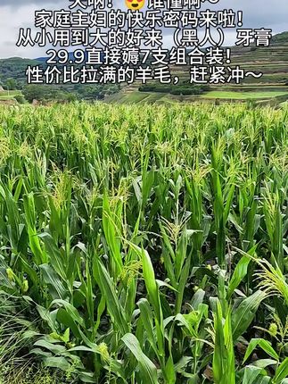 家人们薅羊毛预警!好来牙膏7支到手巨划算!初萃茶双果味开盖香晕,刷牙像做香氛SPA,茶多酚去味护龈超温和~ 囤一次实现牙膏自由,这波高光闭眼冲!#好来初萃茶 #牙膏推荐 #好物推荐🔥 #茶倍健牙膏 #强烈推荐