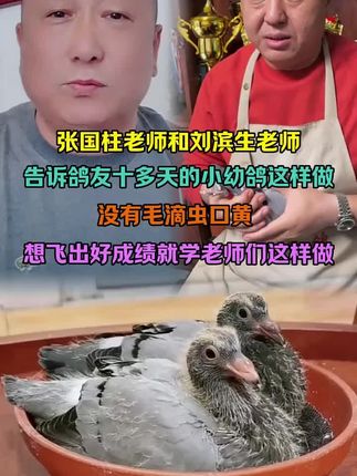 #赛鸽#赛鸽人生#赛鸽知识#赛鸽用品