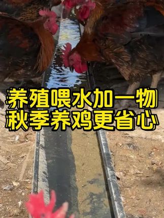 #养鸡技术 #养鸡小妙招 #养殖技术 #三农养殖 #农村养殖