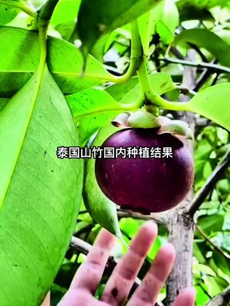 泰国无籽山竹树