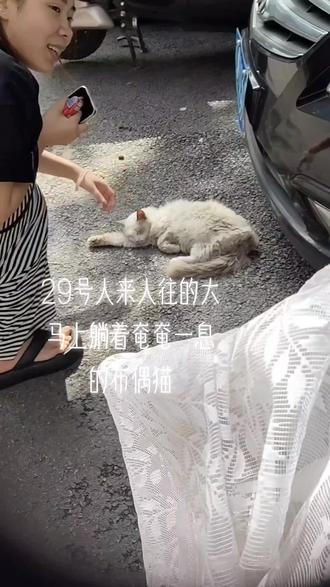 活过来了#流浪猫 #布偶猫#温暖人心#生活碎片 #帮救小动物