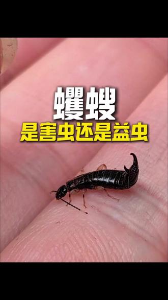 蠼螋是害虫还是益虫 家里墙角碰见夹尾巴虫子先别慌,蠼螋看着吓人,其实大半是益虫。
日常捕食蟑螂幼虫、潮虫、虫卵,帮家里消灭一些小型害虫,一般不会主动咬人。尾部的夹子主要用于捕食和防御。
但益虫也会带来一些困扰:大半夜跑到床铺上,让人措手不及;
会在室内产卵繁殖,导致蠼螋频繁出现。
只是偶然遇见一只,可以用扫帚清扫出门。
如果蠼螋经常出没,可以使用蠼螋杀虫剂,喷洒墙根、墙角等阴暗位置,
形成长效杀虫药带,蠼螋碰到就会被消灭。这款是无色无味配方,小孩、宠物家庭都能放心用。#蠼螋 #蠼螋是害虫还是益虫 #害虫科普 #蠼螋杀虫剂 #蠼螋防治