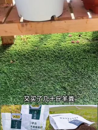 又买了五十斤羊粪,非常便宜,一定要抓紧给家里的月季绣球、三角梅、蔬菜等花卉果树用点羊粪,能长效释放肥力,还不烧苗,半土里还能改善土壤板结,让植物不再缺肥发酵羊粪无臭味、无虫卵,十斤装更加划算。