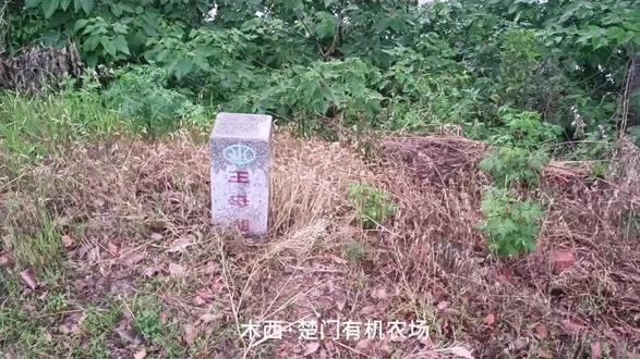 #楚门有机农场 #木西花园 #王母湖 大雨来临前,挖排水沟。100年前美国农业恶化土壤,透支,一名美国农业专家为了寻找解决办法到中国来考察写了一本书《三千年的农夫》,神农氏可不是浪得虚名,随着上世纪六七八十年代人口爆炸,小农经济破产瓦解,化学农业走上了巅峰。目前所在位置王母湖南岸一带,是孝感4000年前的新石器所在地,碧公台遗址就在首衡城。据考古推断五千前南方神农氏古文明达到高峰,水稻,蚕桑的大量应用,孝感出现了一个都城,澴水旁的朋兴叶家庙古城,由于气候变化可能是大洪水,南方神农氏向北越过大别山和桐柏山向黄河流域迁徙,此时孝感叶家庙古城被遗弃,之后的一千年孝感所在地没有出现城池,只有一千年后才在王母湖南岸出现了一个大型的人口聚落。可见,孝感的兴衰在很久远前就是和澴水和王母湖有关。在小雨中的王母湖边种地挖沟,联想到四千年前的碧公台古孝感人是否有着同样的场景。