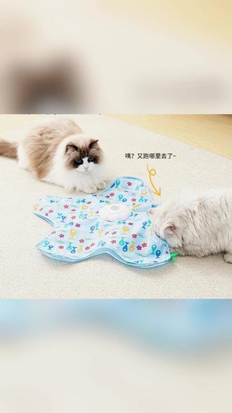 猫咪捕猎罩 猫咪一玩就上瘾的捕猎罩! #逗猫 #猫咪解闷 #宠物互动 #养猫必备 #猫咪自嗨