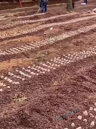 鸡枞菌菌种包#鸡纵菌 #优质农产品 #菌子的季节 #抖音新农人 #捡菌子