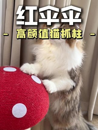 小猫真的很喜欢这个猫抓柱,摆在家里也好看 #养猫好物 #猫咪磨爪子 #猫抓板 #养猫人 #萌宠