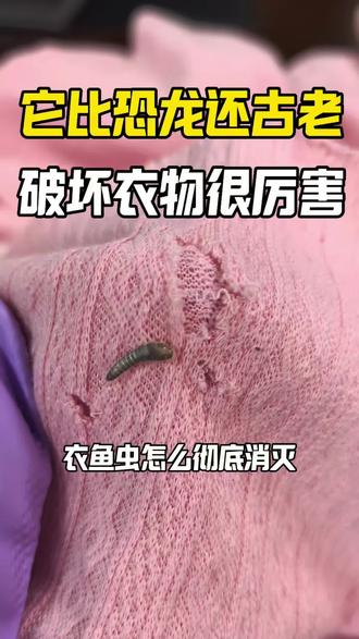 它比恐龙还古老,破坏衣物超厉害! 它就是比蟑螂更古老的昆虫——衣鱼虫,出现时间远早于蟑螂,堪称昆虫界的“活化石”。家中常见的衣鱼虫主要有白色、银色、黑色这几种,颜色越深,往往代表家里虫群数量越庞大。衣鱼虫生长速度极快,从幼虫发育为成虫仅需四个月,而成虫寿命最长可达八年,生命力十分顽强。再加上它单次产卵量巨大,短短数月就能在家中大量繁殖、快速蔓延。一旦置之不理,衣物、书籍、棉麻制品、家具都难逃啃咬损坏。想要彻底清除,直接用这款衣鱼虫专用杀虫剂,喷洒在它藏身和活动的区域,成虫与虫卵一并灭杀,从源头阻断繁殖。药剂无色无味,对人宠温和安全,居家使用更放心。
#衣鱼虫 #比恐龙还古老的虫子 #吃衣服的虫子 #新疆内蒙古虫子 #衣鱼虫卵