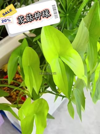 鱼缸里总缺抹特别的绿?试试茨菇水草!叶片像被晨光吻过的翡翠,根茎盘绕出自然野趣,往缸里一放,瞬间从普通水族箱变治愈小秘境。不用费心照料,清水里就能冒新叶,新手也能养出层次感。造景党闭眼冲,这抹鲜活感,谁看了不夸一句绝? #茨菇 #新手水草 #水草 #养鱼必备 #鱼缸里的大自然