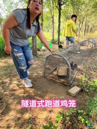 #三农养殖 #科学养鸡#隧道式跑道鸡笼