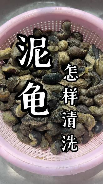 教大家清洗泥龟,但不懂怎样烹饪 #新农人计划 #我的渔村赶海生活 #泥龟怎样清洗 #大海里的神仙美食 #南海赶海人