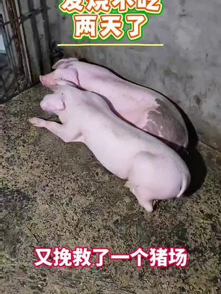 #所有养猪人#养猪技术#猪病防控