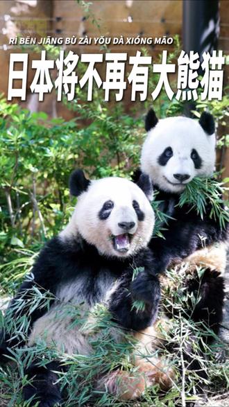 排队4小时只能看1分钟,日本民众送别大熊猫,日本将不再有大熊 晓晓和蕾蕾这对旅日大熊猫双胞胎,计划于2026年1月26日从日本东京上野动物园返回我国#大熊猫 #回家 #晓晓和蕾蕾