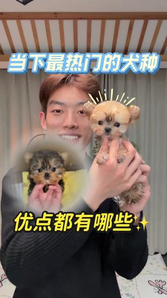 约克夏的不足和优点;欢迎补充 🥳#萌宠出道计划 #约克夏#郑州约克夏 #上海约克夏