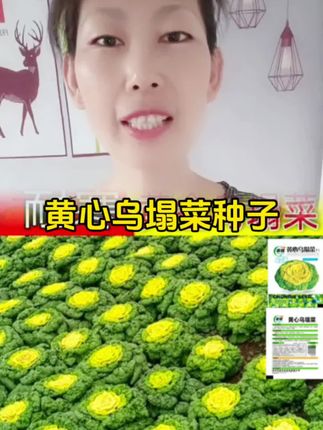 #乌塌菜 #黄心乌塌菜 #蔬菜种子 #乌塌菜种子 #家庭种植