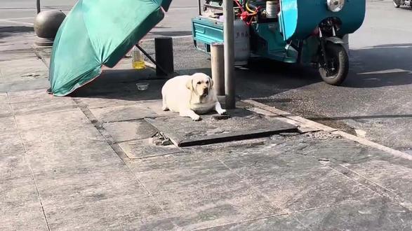 当不同品种的狗狗长胖后,都是什么样? #毛茸茸 #猫猫狗狗 #萌物 #铲屎官 #养狗的乐趣