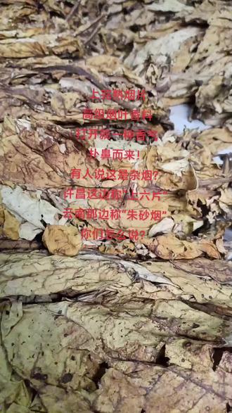 #烤烟种植技术与管理 这个是最值钱的上部烟!就随便打开就是香气扑鼻,好像“中华烟”都没有这个味道!#谁知道这是什么
