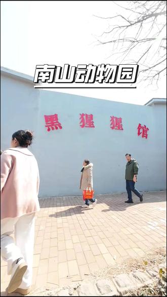 南山动物园看大猩猩,世界上和人类血缘关系最近的动物