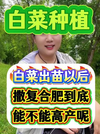 白菜出苗以后撒施复合肥能不能高产呢?#白菜种植 #助力三农 #三农 #白菜防病害